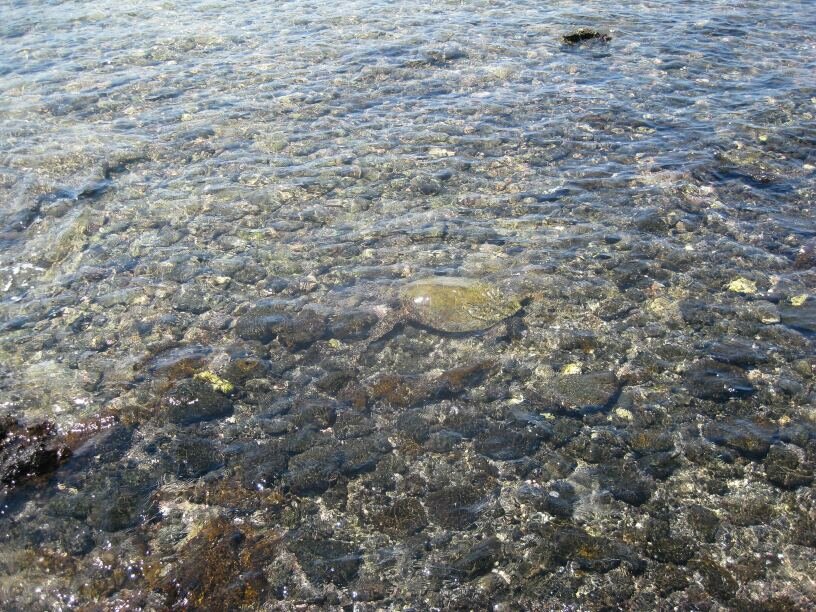 Sea_Turtles_Often_Hard_to_See