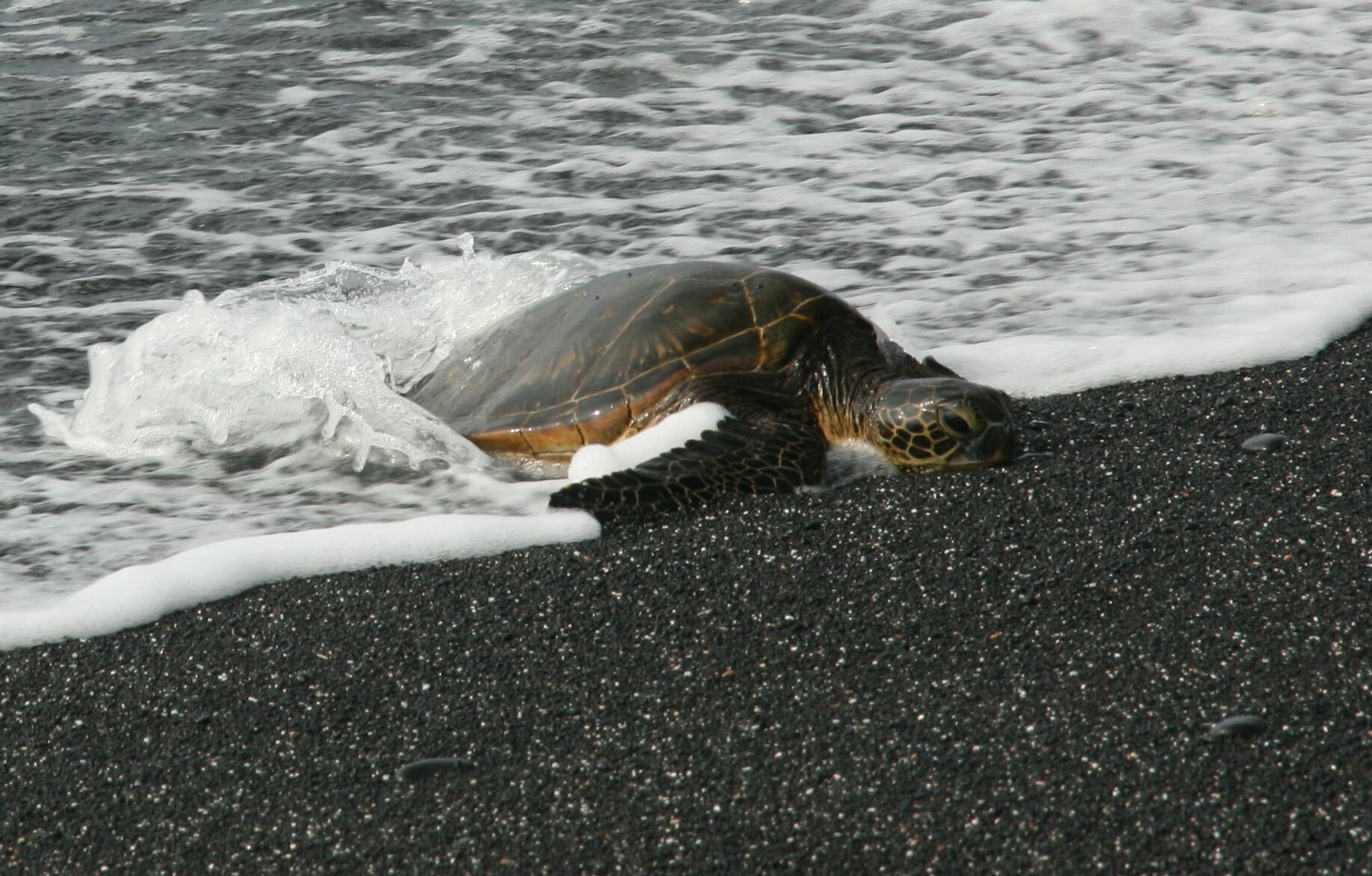 Beached Big Island Sea Turtle