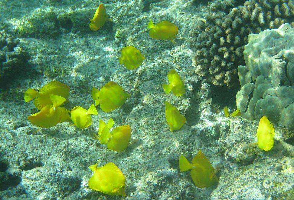 YellowTang