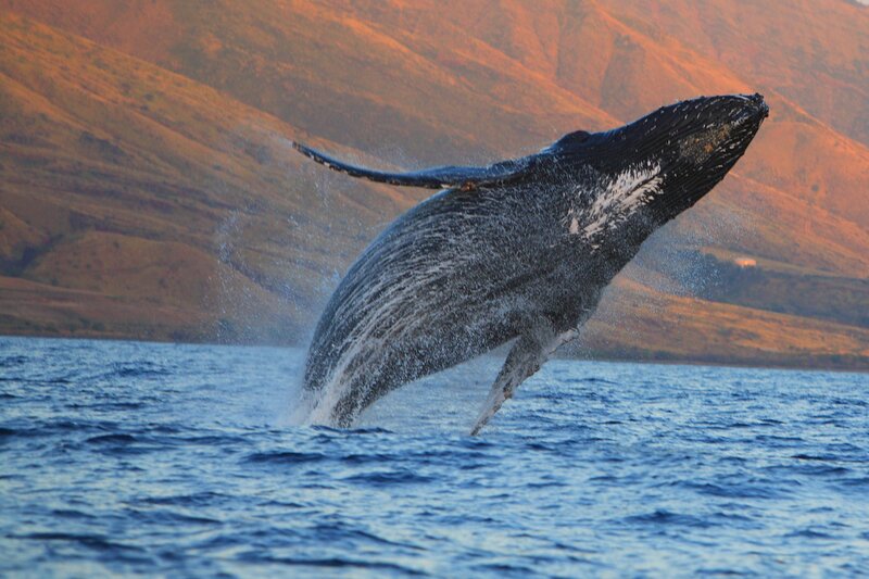Humpback Whale Breaching Maui Hawaii