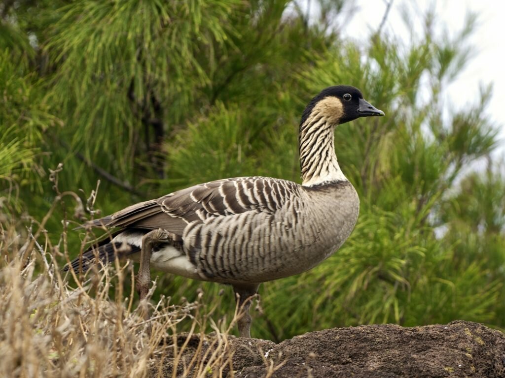 Hawaii State Bird: The NeNe